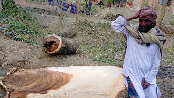 অসহায়ের শেষ সম্বল ৬ টি গাছ কেটে নিল সন্ত্রাসীরা