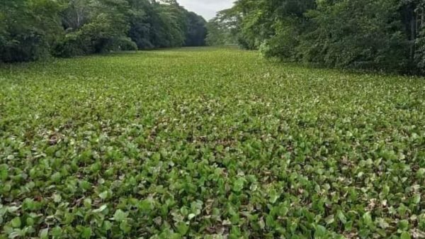 শরণখোলায় কচুরিপানার কারণে স্বাস্থ্য ঝুঁকিতে হাজার হাজার মানুষ