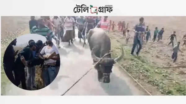 শ্যামনগরের কৈখালীতে মহিষের তাণ্ডবে ছয়জন আহত