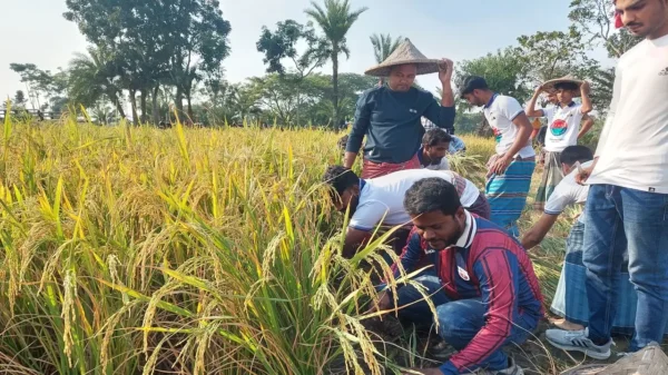 বিধবা নারীর এক বিঘা জমির ধান কেটে দিল ছাত্রদল