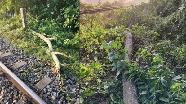 ফেনীতে গাছ কেটে রেললাইনে ফেলে নাশকতার চেষ্টা