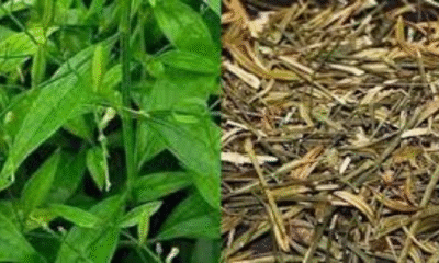 Liver Cleanse to Worm Prevention-Why Chirata Water is a Must