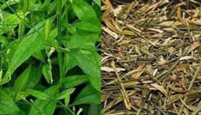 Liver Cleanse to Worm Prevention-Why Chirata Water is a Must