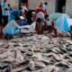Hilsa Glut Boosts Trade in Kuakata, Alipur, and Mohipur