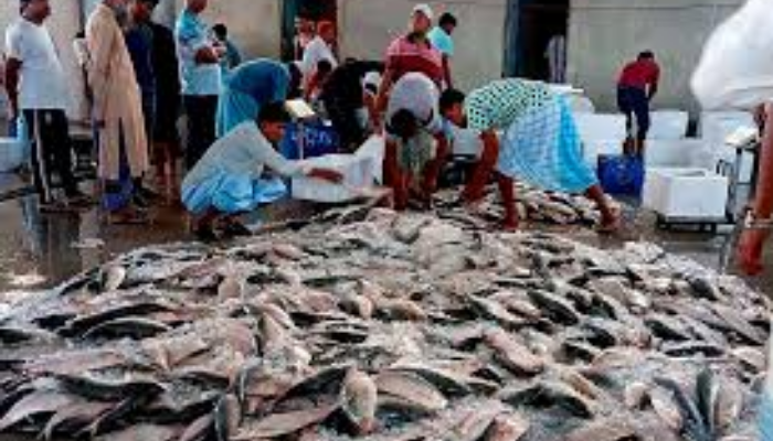 Hilsa Glut Boosts Trade in Kuakata, Alipur, and Mohipur Hilsa Glut Boosts Trade in Kuakata, Alipur, and Mohipur