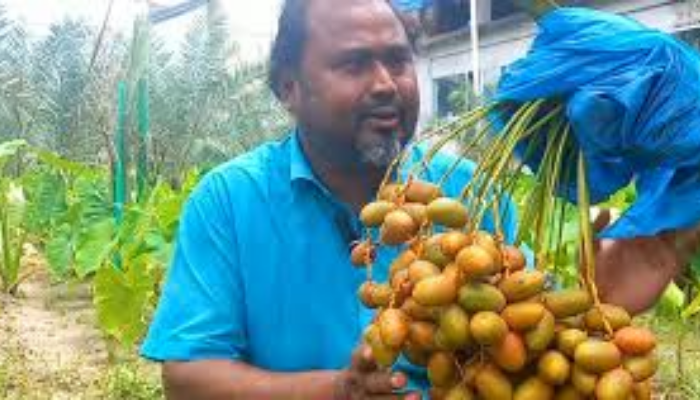 How a Farmer Turned Saudi Date Farming Skills into Local Prosperity How a Farmer Turned Saudi Date Farming Skills into Local Prosperity