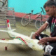 Rajbari Teen Builds and Flies Homemade Plane in Just Four Days