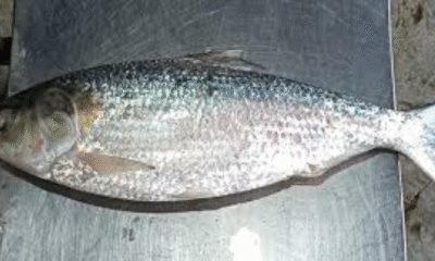 2.5-kg Hilsa Caught in Kuakata Sold for Tk 8,850