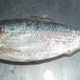 2.5-kg Hilsa Caught in Kuakata Sold for Tk 8,850
