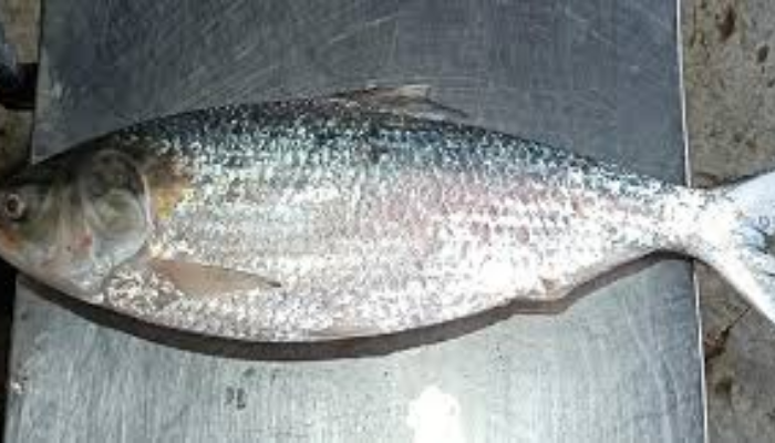 2.5-kg Hilsa Caught in Kuakata Sold for Tk 8,850