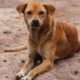 Uttar Pradesh Law: Stray Dog That Bites Twice Without Provocation Faces Life Confinement