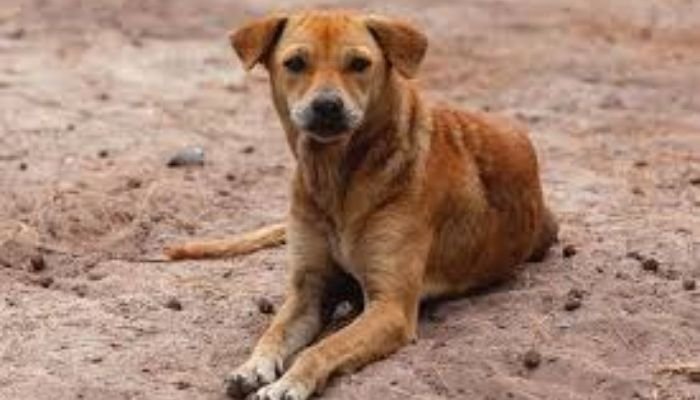 Uttar Pradesh Law: Stray Dog That Bites Twice Without Provocation Faces Life Confinement