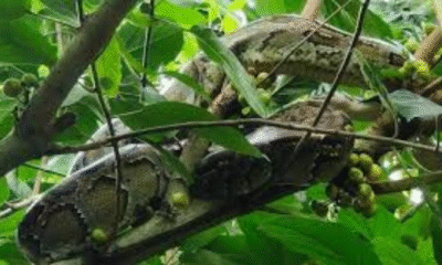 10-Foot Python Rescued After Climbing Tree in Kurigram