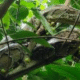 10-Foot Python Rescued After Climbing Tree in Kurigram