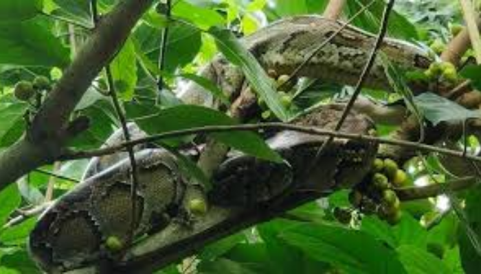 10-Foot Python Rescued After Climbing Tree in Kurigram 10-Foot Python Rescued After Climbing Tree in Kurigram