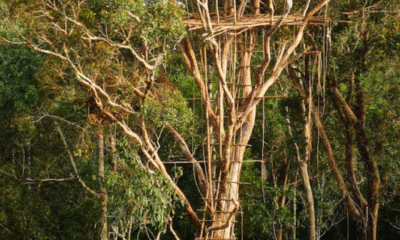 Korowai Tribe Builds Treehouses Up to 45m High for Safety and Tradition
