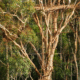 Korowai Tribe Builds Treehouses Up to 45m High for Safety and Tradition