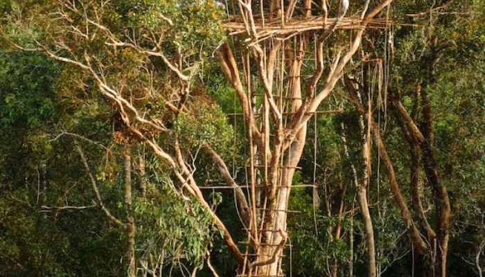 Korowai Tribe Builds Treehouses Up to 45m High for Safety and Tradition