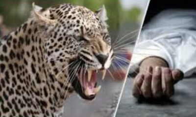 Six-year-old boy killed in leopard attack in Pune’s Junnar