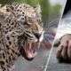 Six-year-old boy killed in leopard attack in Pune’s Junnar