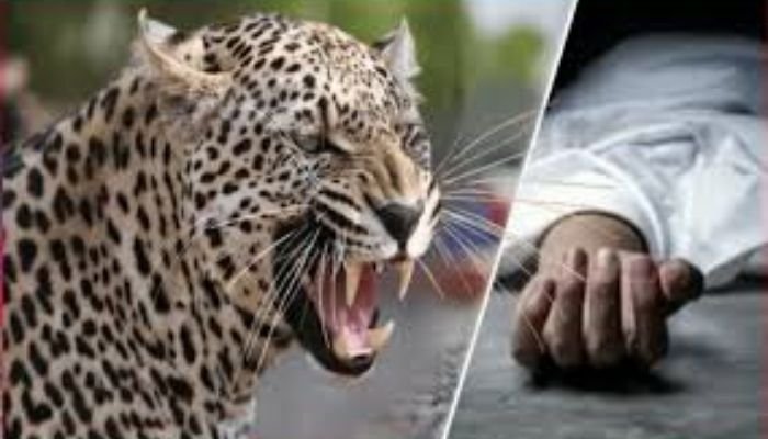 Six-year-old boy killed in leopard attack in Pune’s Junnar