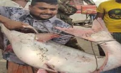25-kg Pangas Caught in Padma, Sold for Tk 63,000