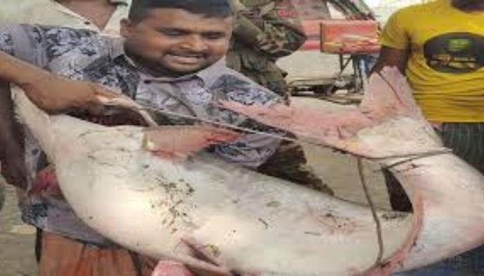 25-kg Pangas Caught in Padma, Sold for Tk 63,000