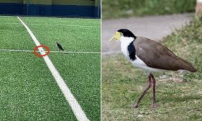 Native Plover Halts Matches in Australia for Up to a Month