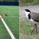 Native Plover Halts Matches in Australia for Up to a Month