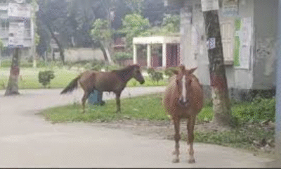 Mad horse injures at least 15 in Boalmari, Faridpur
