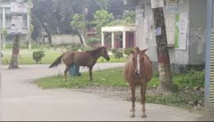 Mad horse injures at least 15 in Boalmari, Faridpur