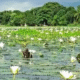 Shapla Bill in Dinajpur: A Floral Paradise Drawing Tourists