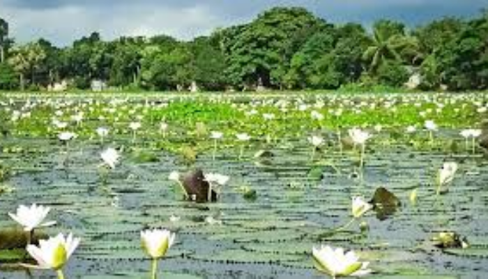 Shapla Bill in Dinajpur: A Floral Paradise Drawing Tourists Shapla Bill in Dinajpur: A Floral Paradise Drawing Tourists