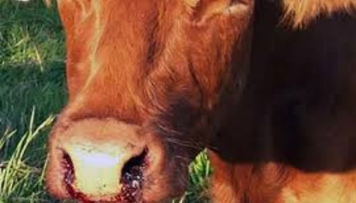 Anthrax Scare Returns to Rangpur as Public Health Risks Rise Anthrax Scare Returns to Rangpur as Public Health Risks Rise
