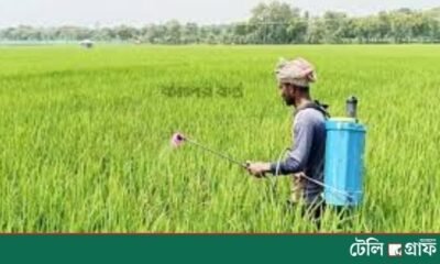 Farmers in Jhenaidah fear rice blast infection as weather turns erratic Farmers in Jhenaidah fear rice blast infection as weather turns erratic