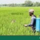 Farmers in Jhenaidah fear rice blast infection as weather turns erratic Farmers in Jhenaidah fear rice blast infection as weather turns erratic