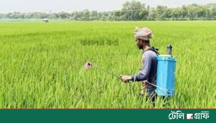 Farmers in Jhenaidah fear rice blast infection as weather turns erratic Farmers in Jhenaidah fear rice blast infection as weather turns erratic