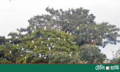 Bird House” of Bogura: A Haven Where Nature and Humans Coexist