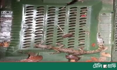 Baby Crocodile Caught in Fisherman’s Net, Released Back into the Sundarbans