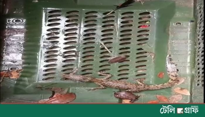 Baby Crocodile Caught in Fisherman’s Net, Released Back into the Sundarbans