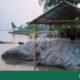 River Erosion Ravages Northern Bangladesh: Hundreds Homeless as Teesta and Brahmaputra Devour Land