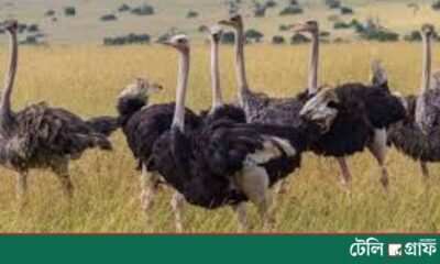 Canada Court Allows Killing of 400 Ostriches Amid Bird Flu Fears