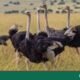 Canada Court Allows Killing of 400 Ostriches Amid Bird Flu Fears