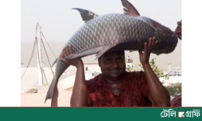 24kg Catla Fish Caught in Padma River Sells for Tk 63,650
