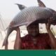 24kg Catla Fish Caught in Padma River Sells for Tk 63,650