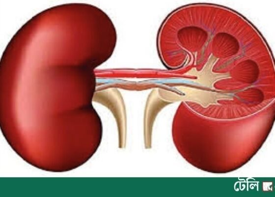 Kidney Disease Cases Double Worldwide Since 1990: The Lancet