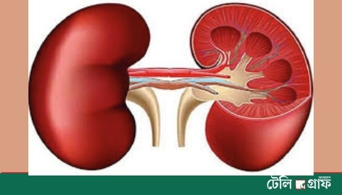 Kidney Disease Cases Double Worldwide Since 1990: The Lancet