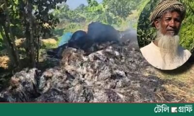 Harvested Paddy from 60 Decimals Burned in Feni’s Fulgazi