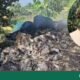 Harvested Paddy from 60 Decimals Burned in Feni’s Fulgazi