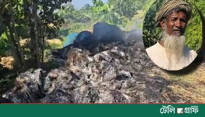 Harvested Paddy from 60 Decimals Burned in Feni’s Fulgazi
